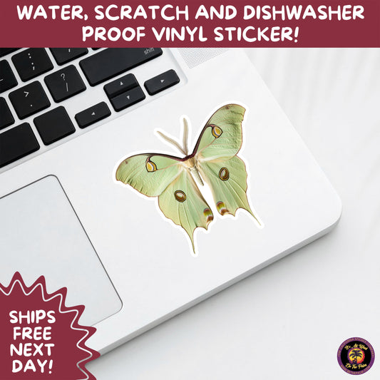 LUNA MOTH STICKERS | moth, sticker, luna moth, moon moth, cottage core, halloween, goth moth, large moth, insect sticker, laptop sticker,