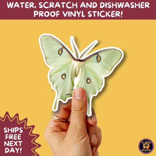 LUNA MOTH STICKERS | moth, sticker, luna moth, moon moth, cottage core, halloween, goth moth, large moth, insect sticker, laptop sticker,