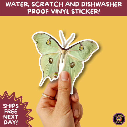 LUNA MOTH STICKERS | moth, sticker, luna moth, moon moth, cottage core, halloween, goth moth, large moth, insect sticker, laptop sticker,